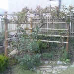 ...as I was constructing a support for a huge rose